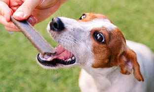 Det skal du vide om tyggeben til hunde